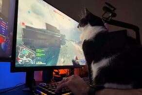 Пушистые тоже кайфуют от BF6