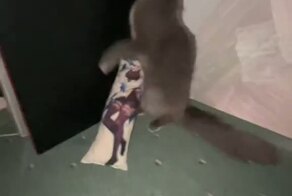 Твой бро-анимешник, если бы реинкарнировал в кота