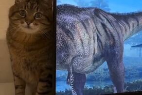 Обнаружен единственный уцелевший вид динозавров – кусецараптор