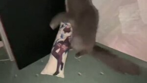 Твой бро-анимешник, если бы реинкарнировал в кота