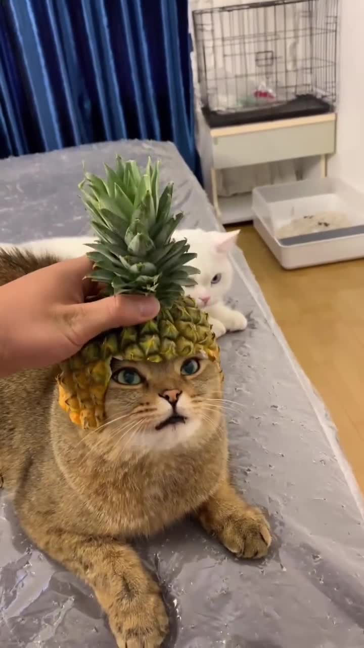 Подсказки на экранах загрузки такие: *Оказывается, броня может снижать урон от атак противника, надеть её это не такая уж и плохая идея*