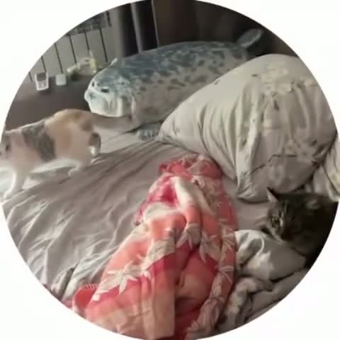 Идеальное звуковое сопровождение