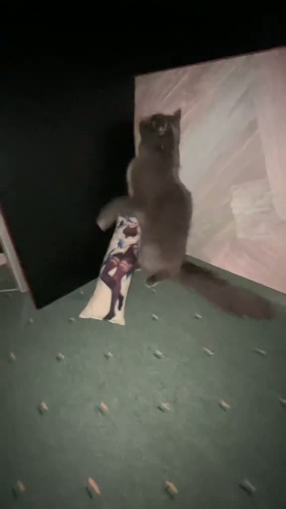 Твой бро-анимешник, если бы реинкарнировал в кота